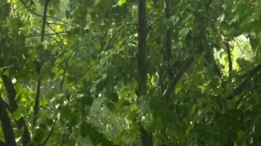 Yaz duş yağmur, yaz sezonu ağır yağmur fırtınası