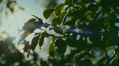 Güneş ışığı treetop şubeleri parlar