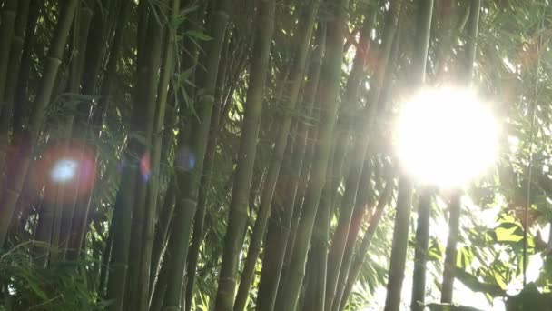 Солнце светит сквозь бамбуковые деревья — стоковое видео