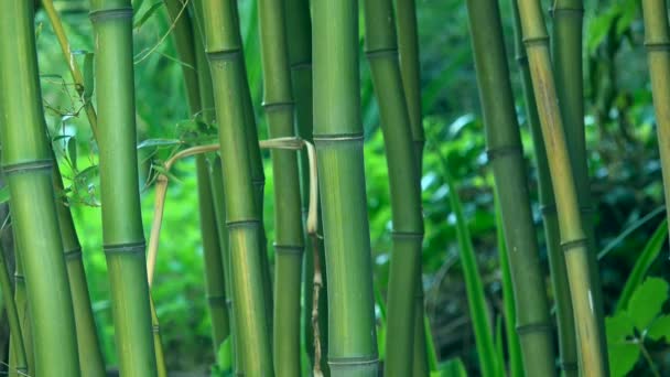 Bamboo trees as background — Stock Video