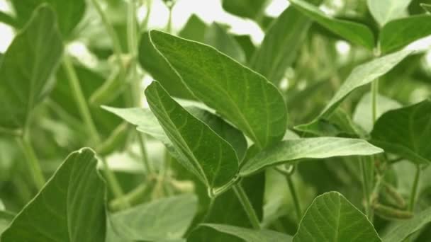 Soybean crop pods in field — Stock Video