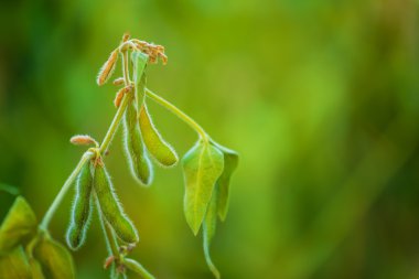 Soya bitkileri alanında