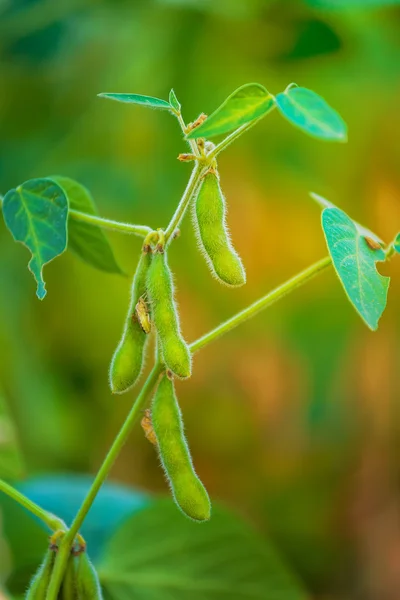 Sojabönor grödor i fältet — Stockfoto