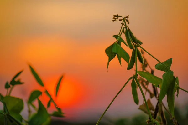 Soybean crops in field — Stock Photo, Image