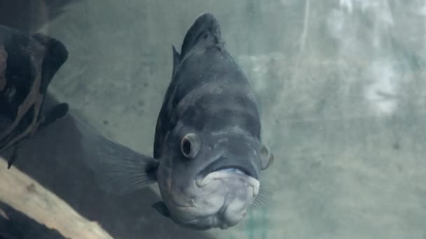 Oscar peces nadando en el acuario — Vídeo de stock