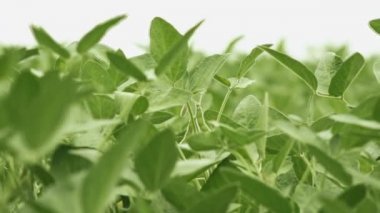 Soya bitki bakla alanındaki