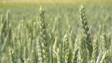 Genç yeşil buğday bitkileri ekili tarım alanında büyüyen