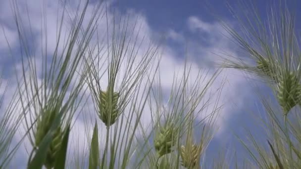 Cultivos de cebada en el campo — Vídeos de Stock