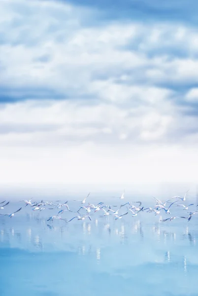 Flock måsar flyger över sjön — Stockfoto