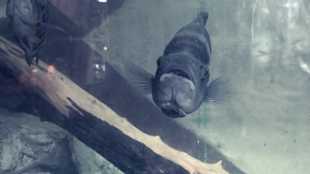 Oscar peces nadando en el acuario — Vídeo de stock