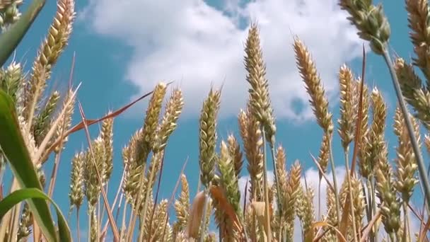 Pšenici plodiny pole — Stock video