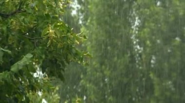 Yaz yağmur duş, yaz sezonu ağır yağmur fırtınası