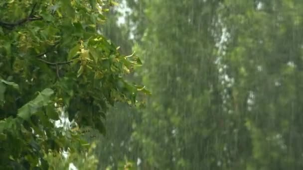 Zomer regendouches, zware regenbui in het zomerseizoen — Stockvideo