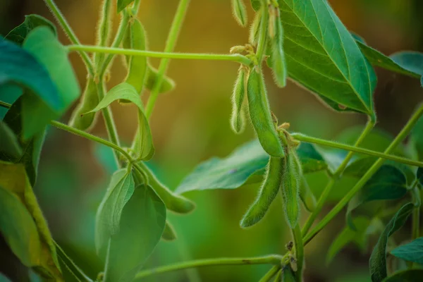 Cultivos de soja en el campo — Foto de Stock