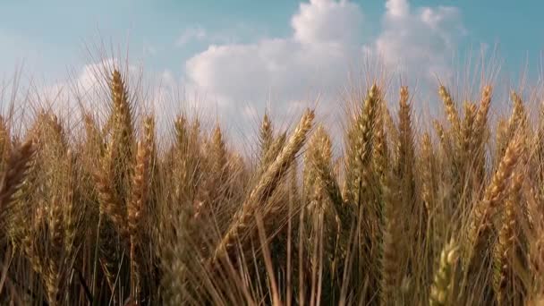 Agricultor caminando a través del campo de trigo — Vídeo de stock