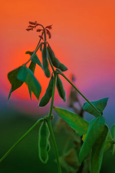 Cultures de soja dans les champs — Photo