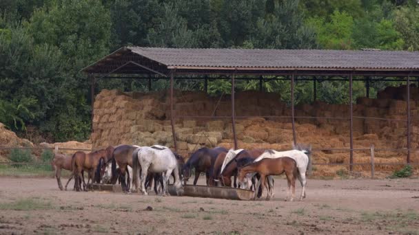 Chevaux se nourrissant sur ranch — Video