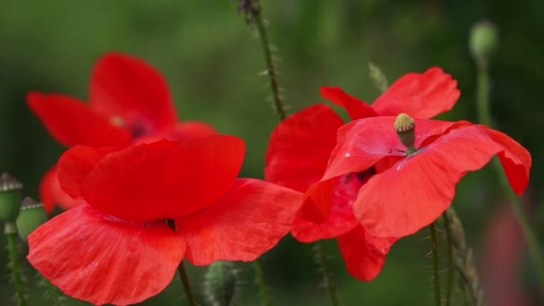 Rode papaver bloemen — Stockvideo