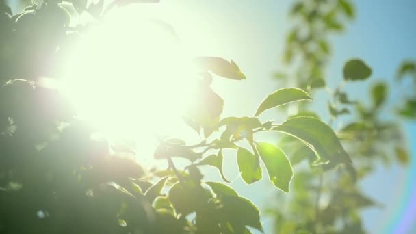 La luz del sol brilla a través de las ramas de los árboles — Vídeos de Stock