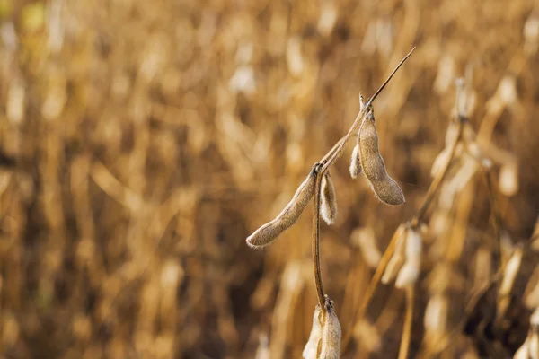 Harvest ready soy bean field — Stock Photo, Image