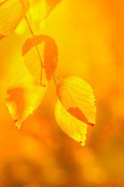 Hint yaz aylarında beyaz huş ağacı yaprakları