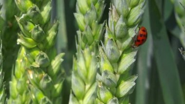 Uğur böceği böcek buğday kulak alanı