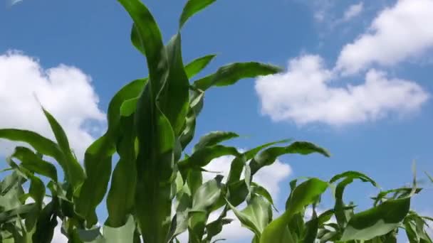 Groene maïs planten in ontgonnen veld — Stockvideo