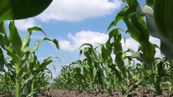 Grüne Maispflanzen auf bestelltem Feld — Stockvideo
