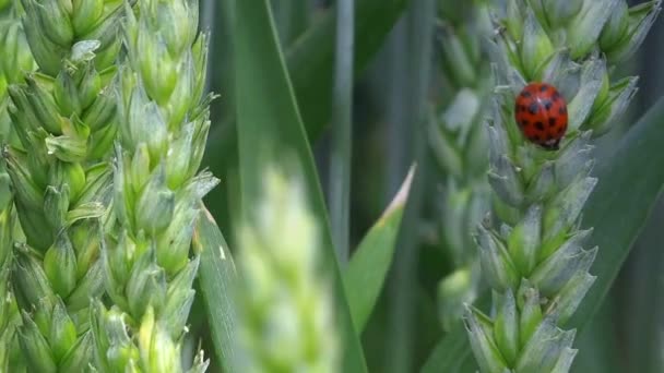 Ladybird beetle on wheat ear in field — Stock Video