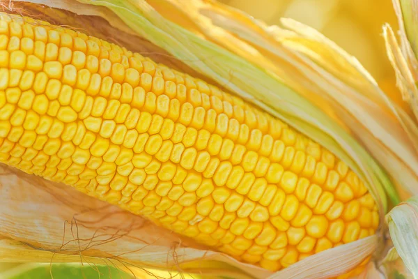 Corn cob close up — Stock Photo, Image