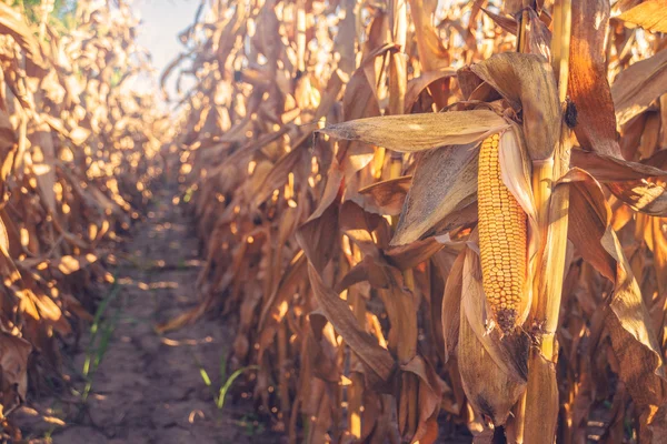 Harvest ready corn on stalk in maize field — Stockfoto