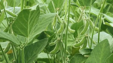 Yeşil soya bitkileri alanında