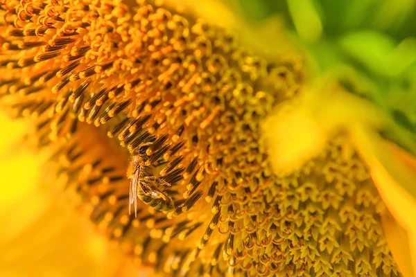 蜜蜂和向日葵宏 — 图库照片