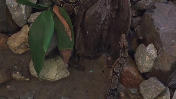 Serpent python africain rampant sur les rochers — Video