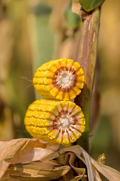 Ear of corn cross section — Stock Photo, Image