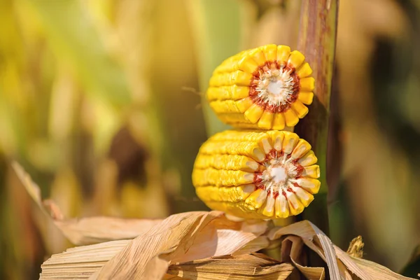 Ear of corn cross section — Stock Photo, Image