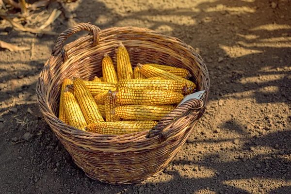 Harvested corn in wicker basket — Stock Photo, Image