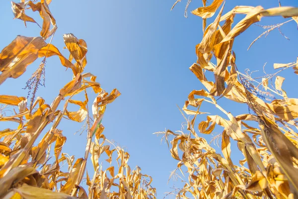 Készen áll a kukoricásban, alacsony szög betakarítás — Stock Fotó