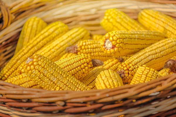 Cierre de maíz cosechado en canasta de mimbre — Foto de Stock