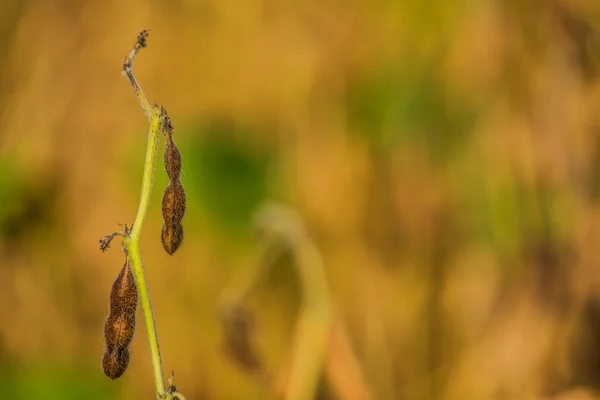 Посіви сої в польових умовах — стокове фото