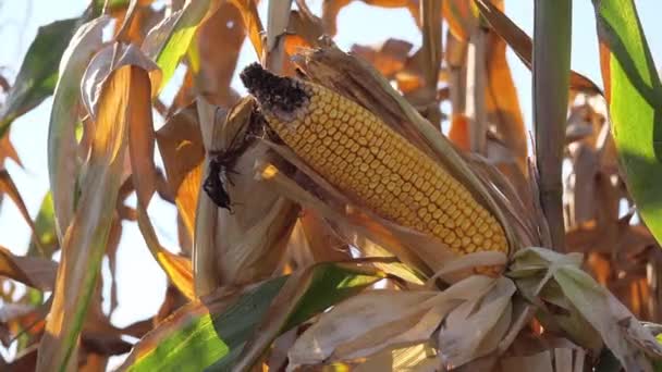 Oreja de maíz en tallo en campo de maíz — Vídeo de stock