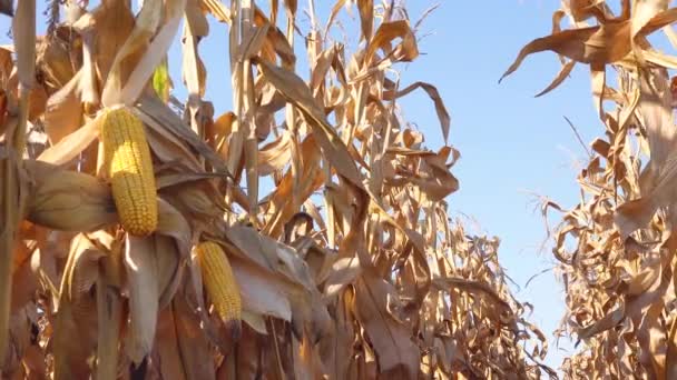 Maize ear on stalk in corn field — Stock Video