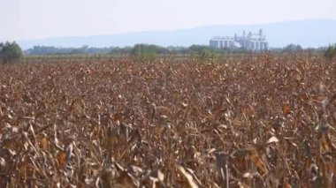 Mısır alanında tahıl siloları