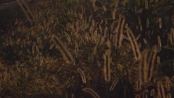 Дика трава в сільській місцевості на заході сонця — стокове відео