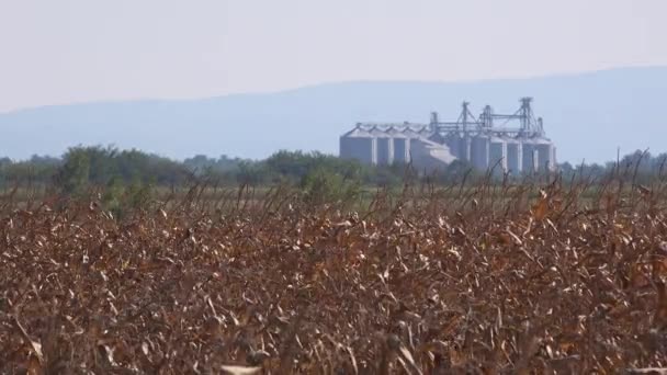 Silos de grano en el campo de maíz — Vídeos de Stock