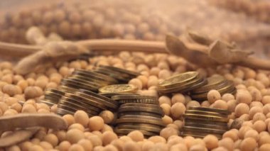 Soya fasulyesi karlı ekimi