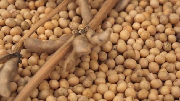 Soybeans and plant on rotating plate — Stock Video