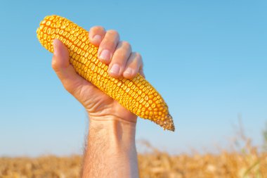 Mısır mısır koçanı tutan Çiftçi hasat