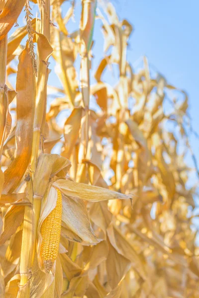 Oreja de mazorca de maíz en tallo — Foto de Stock