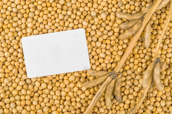 Planta de soja, vagens e feijão com cartão de visita — Fotografia de Stock